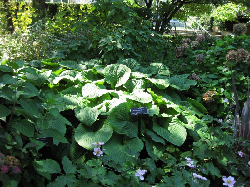 File:IMG 0198 nybg09.jpg
