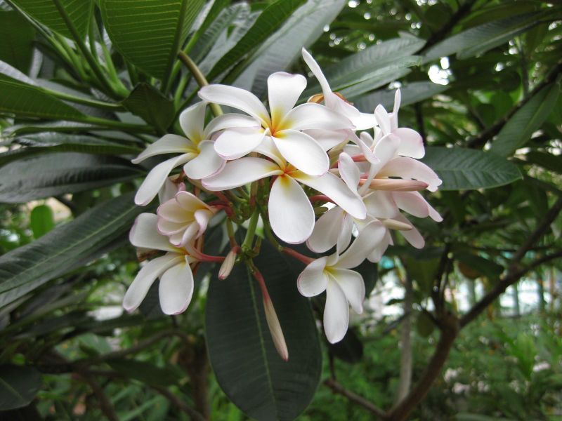 File:IMG 0929 bbg09.jpg