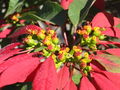 Poinsettia inflorescence, showing several florets