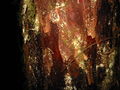 Pacific Yew bark