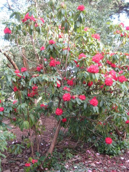 File:Rhododendron-john mclaren-IMG 7218 sfbg0308.jpg