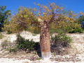 Thumbnail for version as of 18:00, 7 November 2007