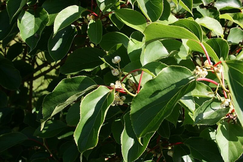 File:1024px-Actinidia-arguta-foliage.jpg