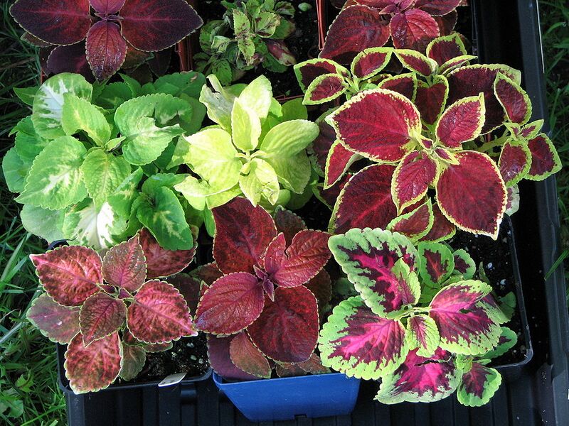 File:1024px-Coleus hybrids Wizard.jpg