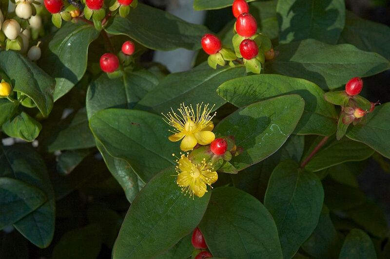 File:1024px-Hypericum inodorum Magical Passion A.jpg