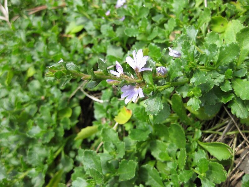 File:1024px-IMG 4550 hunt0904.jpg