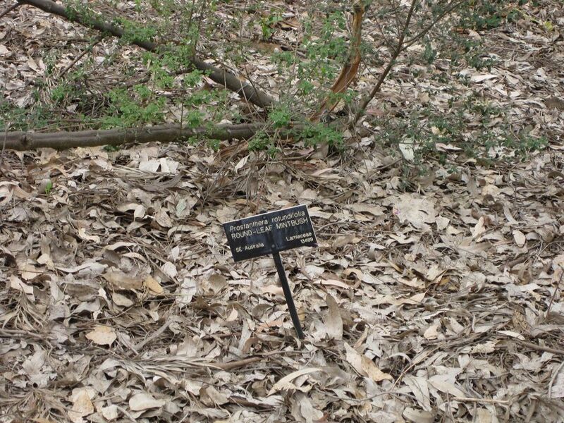 File:1024px-IMG 4697 hunt0904.jpg