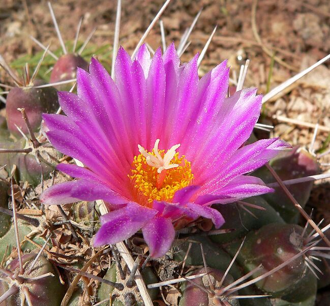 File:1108px-Thelocactus rinconensis 4.jpg