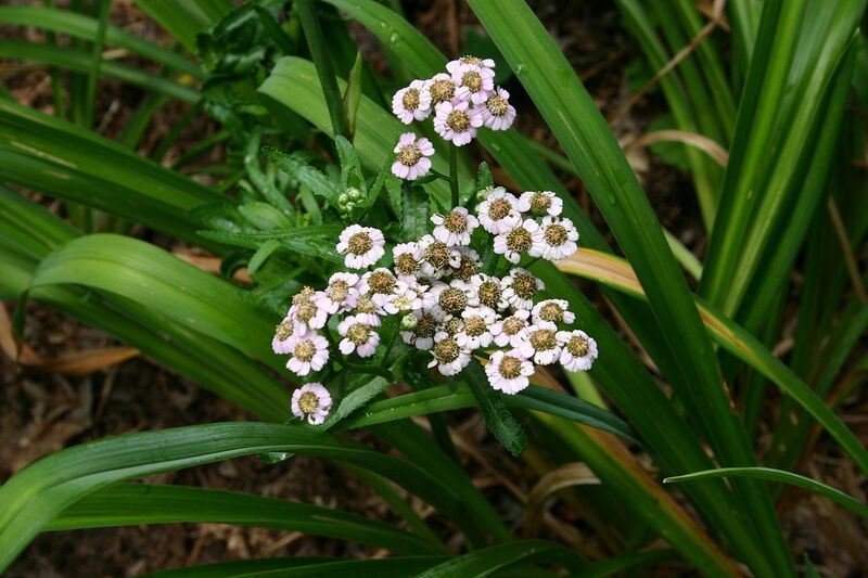 File:1280px-Achillea sibirica flowers 001.jpg