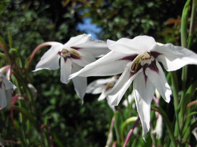 File:1280px-IMG 0323 nybg09.jpg