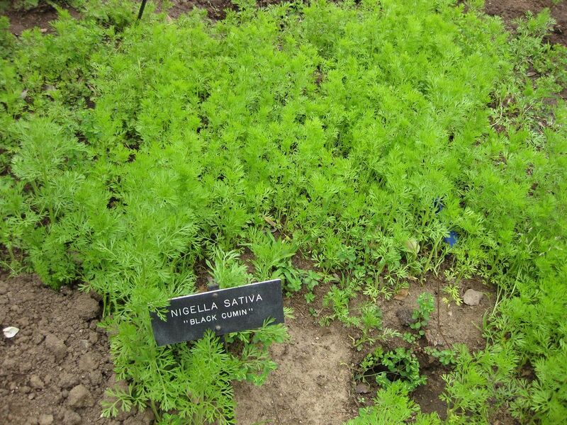 File:1280px-IMG 5354 hunt0904.jpg