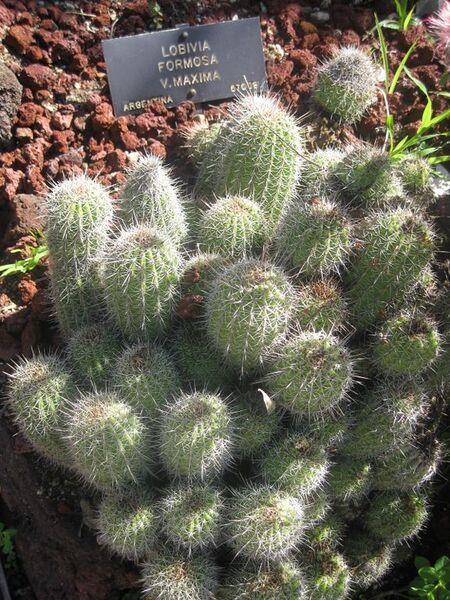 File:576px-IMG 2473 hunt0903.jpg