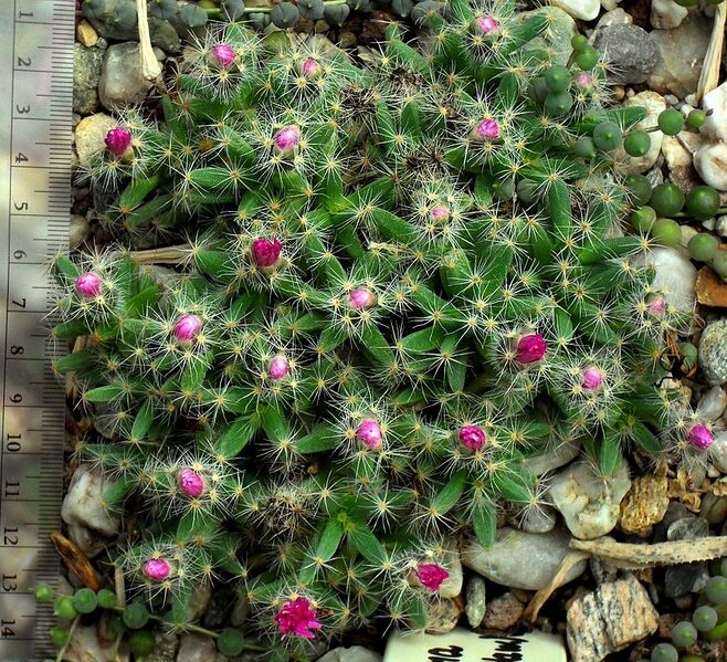 File:843px-SDC11428 - Trichodiadema densum.JPG