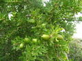Thumbnail for version as of 15:15, 23 October 2007