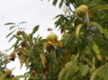 Thumbnail for version as of 12:25, 6 May 2007