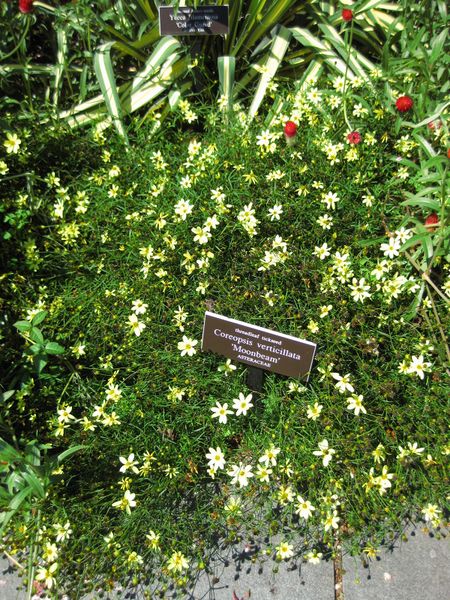 File:IMG 0117 nybg09.jpg