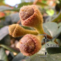 L. chinense var rubrum fruit