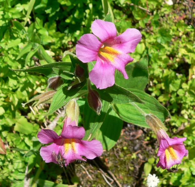 File:Mimulus lewisii p1080904.jpg