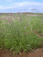 Pennisetum setaceum