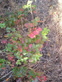 Ground variation