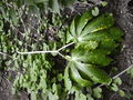 Thumbnail for version as of 16:30, 22 October 2007
