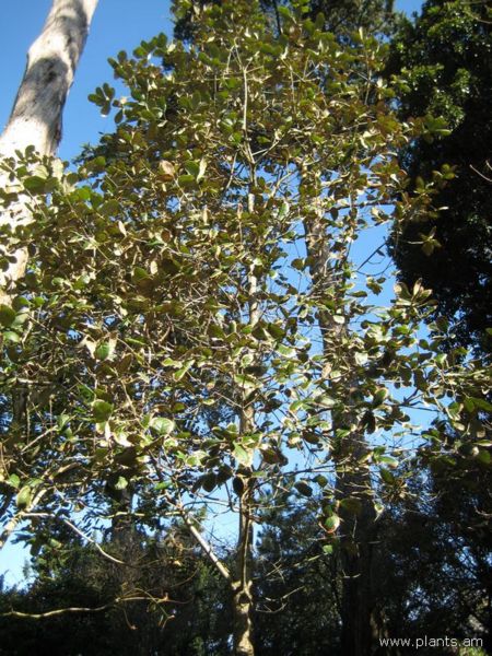 File:Quercus rugosa-IMG 7760 sfbg0308.jpg