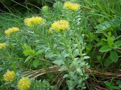 Rhodiola rosea (Golden Root)