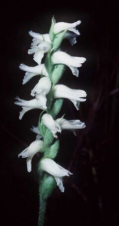 Spiranthes cernua
