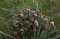 Trifolium hirtum
