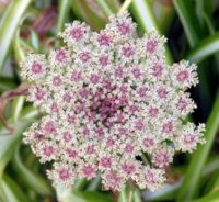 Inflorescence of a wild carrot, Daucus carota, in the Apiaceae family.