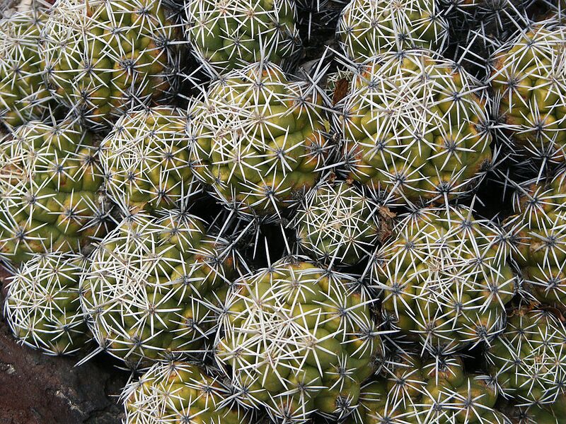 File:1024px-Thelocactus leucacanthus, Huntington.jpg