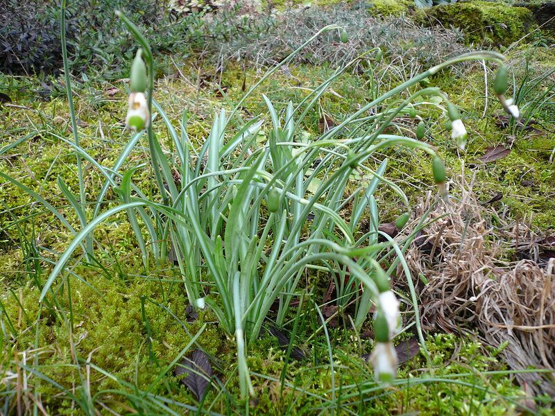 File:1280px-Galanthus reginae-olgae (leaves).jpg