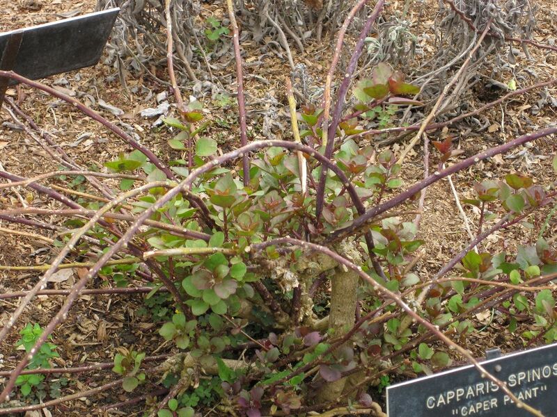 File:1280px-IMG 5339 hunt0904.jpg