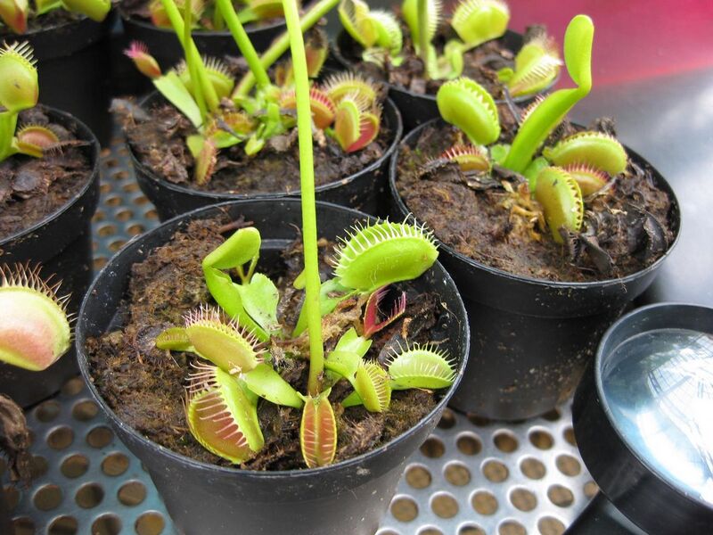 File:1280px-IMG 7613 hunt09jun.jpg