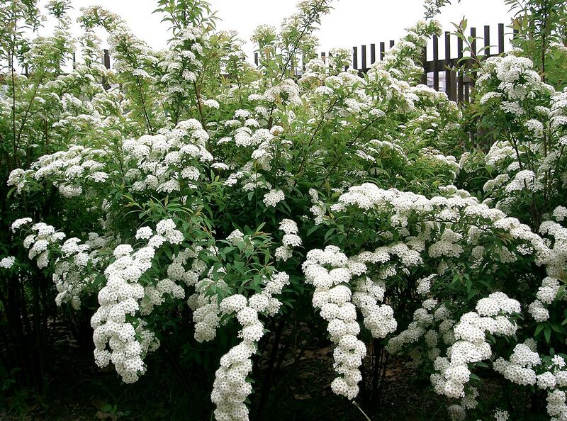 File:1280px-Spiraea cantoniensis1.jpg