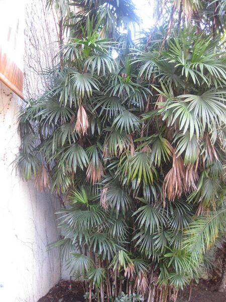 File:576px-IMG 1969 hunt0903.jpg