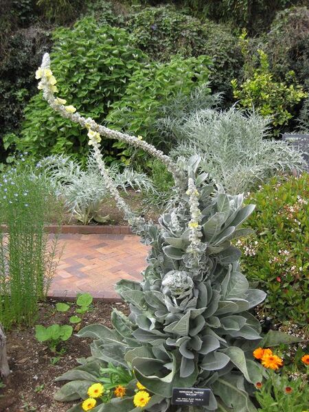 File:576px-IMG 5255 hunt0904.jpg