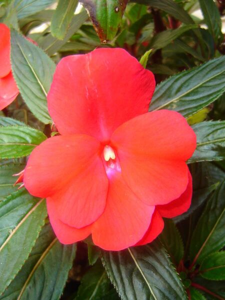 File:576px-Impatiens ngh.jpg