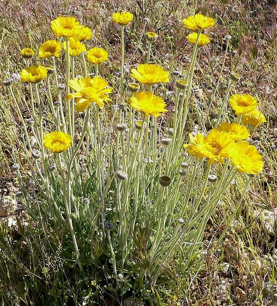 File:698px-Baileya multiradiata 2.jpg