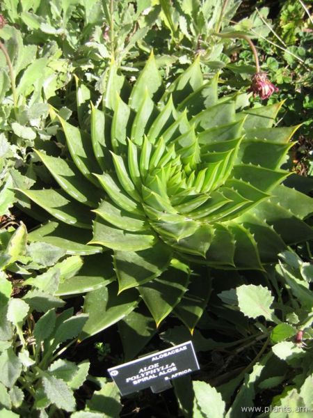 File:Aloe polyphylla-spiral aloe-IMG 7632 sfbg0308.jpg