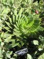 Aloe polyphylla spiral aloe