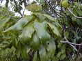 Thumbnail for version as of 02:31, 24 January 2008