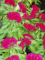 Red cockscomb