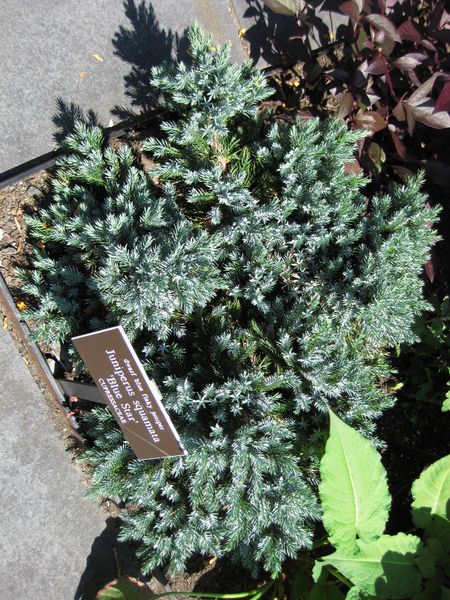 File:IMG 0018 nybg09.jpg