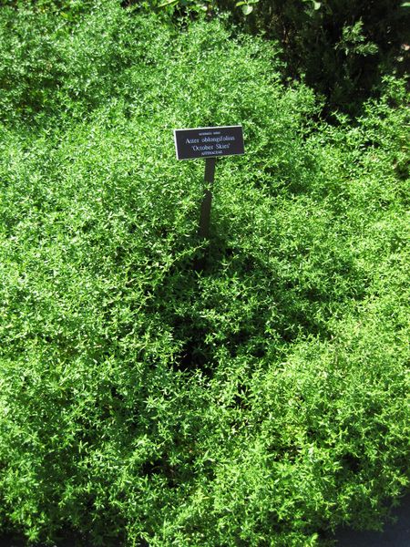 File:IMG 0061 nybg09.jpg