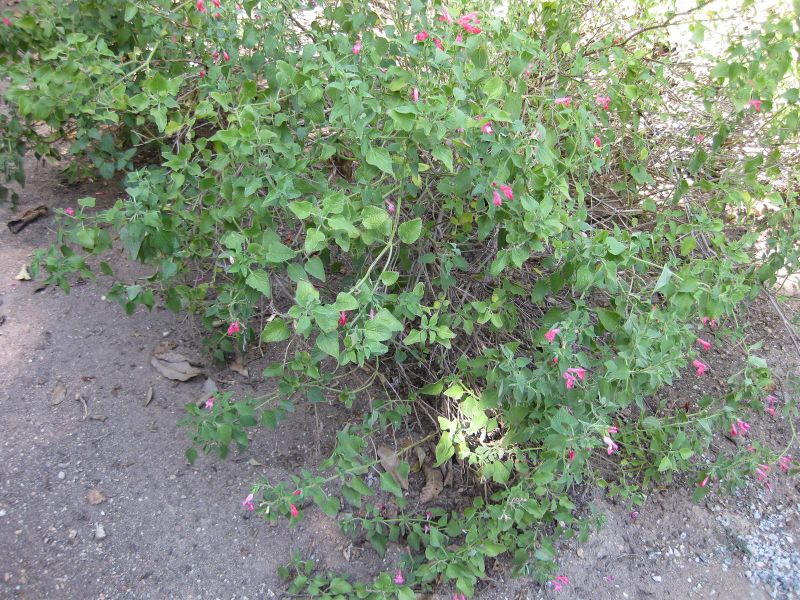 File:IMG 1958 hunt09oct.jpg