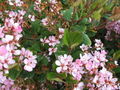 Thumbnail for version as of 17:35, 25 September 2007