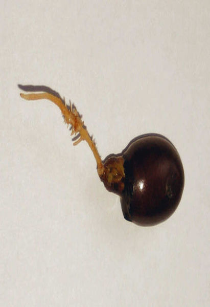 File:Litchi root.jpg