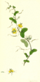 Thumbnail for version as of 00:17, 15 March 2009