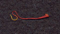 Close-up of a single crocus thread (the dried stigma). Actual length is about 20 millimetres (0.79 in).